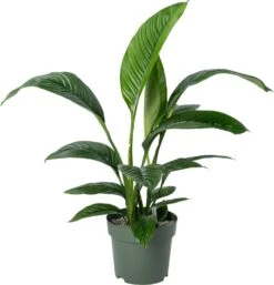 Beautanic Lifestyle Lepelplant (Spatiphyllum 'Sensation') D 30 H 110 Cm