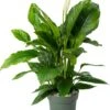 Beautanic Lifestyle Lepelplant (Spathiphyllum 'Sweet Sebastiano') D 27 H 110 Cm -Groene Bloom Winkel 8720938550133 0