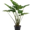 Olifantsoor (Alocasia 'Portodora') D 35 H 120 Cm 1 Olifantsoor (Alocasia 'Portodora') D 35 H 120 Cm -Groene Bloom Winkel alocasia portadora 35 zonder etiket