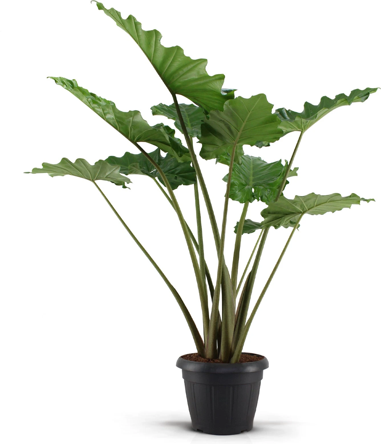 Olifantsoor (Alocasia 'Portodora') D 35 H 120 Cm 3 Olifantsoor (Alocasia 'Portodora') D 35 H 120 Cm