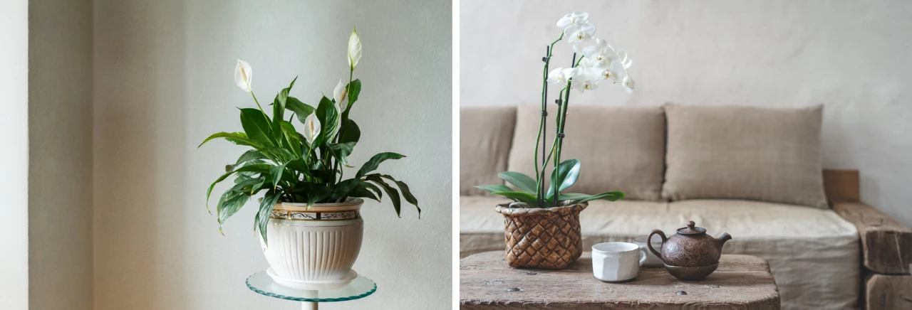 Groene Bloom Winkel -Groene Bloom Winkel cbi 0 135 1 bloeiende