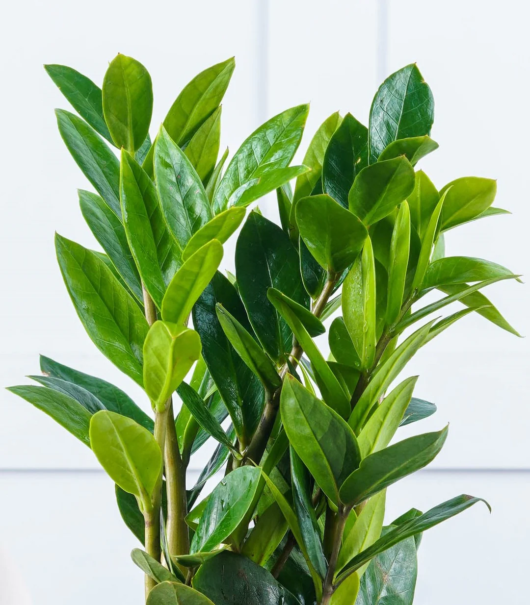 Groene Bloom Winkel -Groene Bloom Winkel