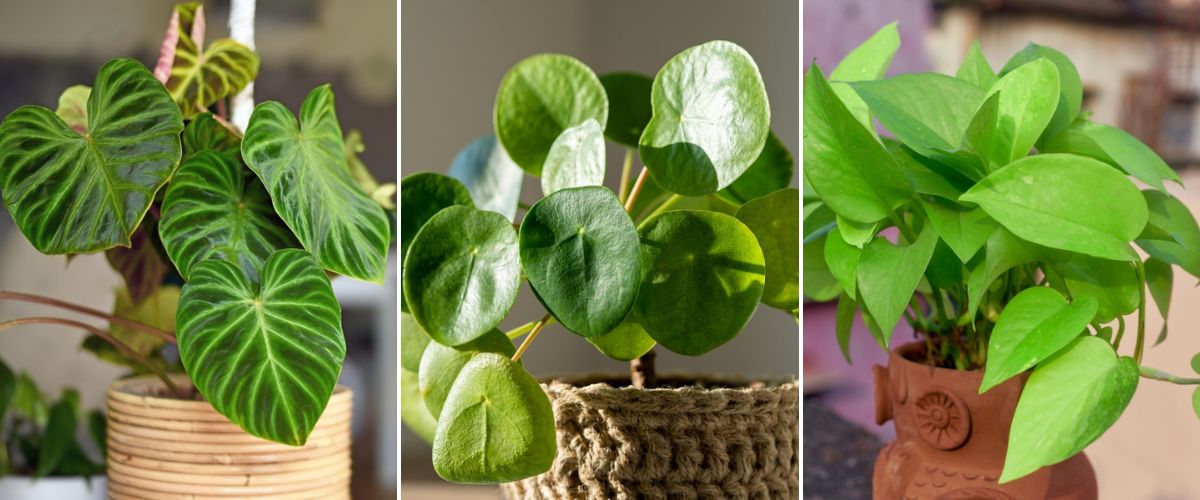 Groene Bloom Winkel -Groene Bloom Winkel groene kamerplanten wenninkhof 1200x500 657ade895dc0a