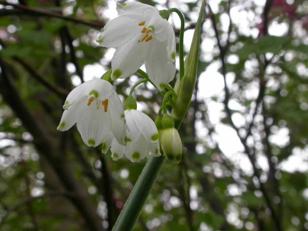 Groene Bloom Winkel -Groene Bloom Winkel leucojum vernum lenteklokje
