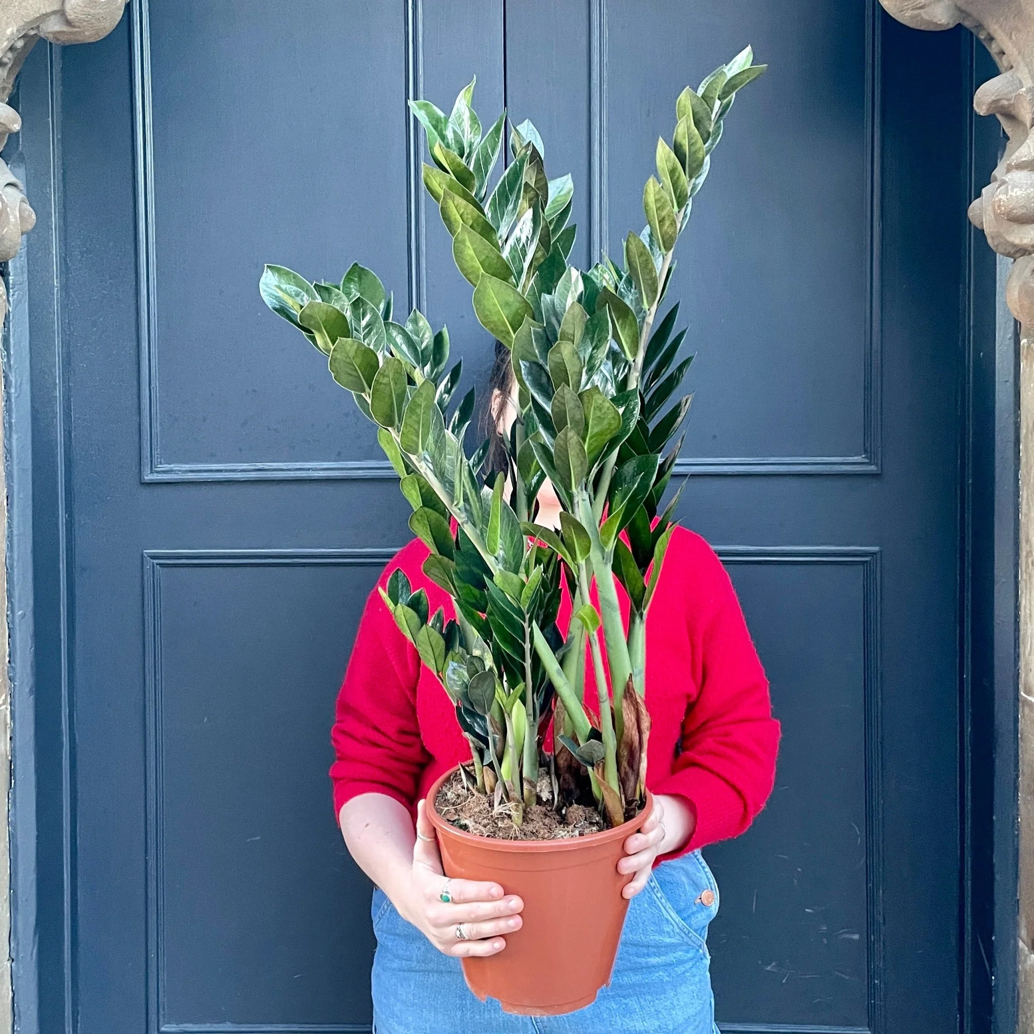 Groene Bloom Winkel -Groene Bloom Winkel zamioculcas zamiifolia supernova 21cm pot 930035